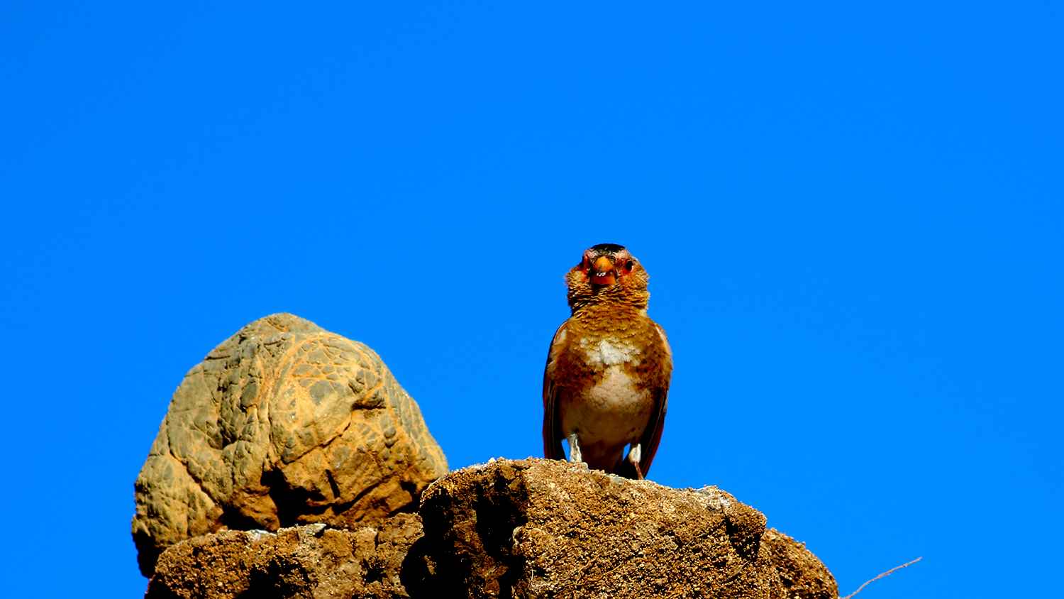 Crimson-winged Finch
